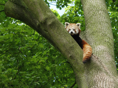 Red panda